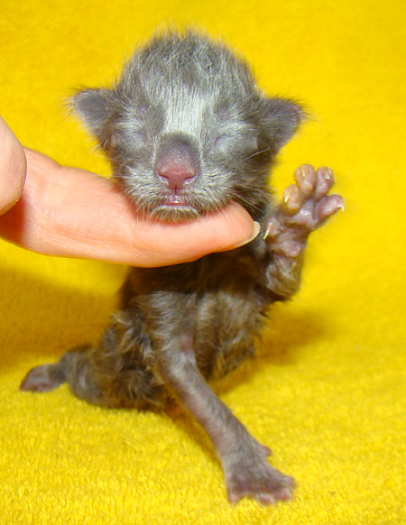 ���� ��� ������� ��������� Catsvill County!  ���� ����! ������ ������ ���� ���! ���� ��� ������ ������ � ����� ����!!! �������� ���� ����� Catsvill County +7-926-544-74-09  ���� ��� �������� ������. ���� ��� ������, ���� ��� �������, ���� ��� ������,  ���� ��� ����, ���� ��� ��������, ���� ����,  ������ ������ ���� ���,  ������ ����-����, ����� ������� ������ �����, ����� ����� ������!